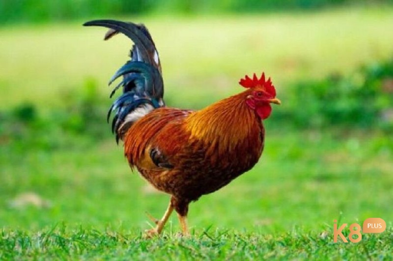 Giải mã giấc mơ thấy gà trống màu vàng ang đến điềm báo cực kỳ tốt lành