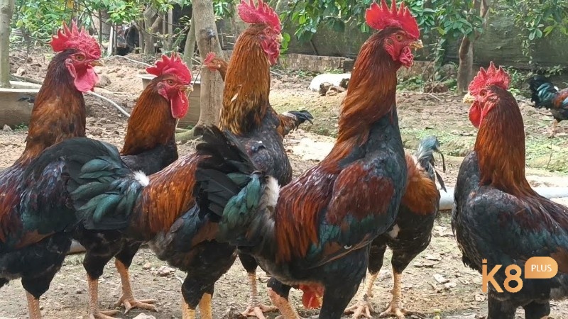 Mơ thấy đàn gà trống phản ánh sự hòa thuận gắn bó trong gia đình
