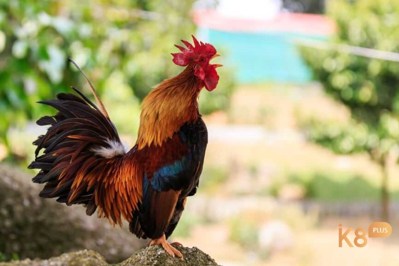 Mơ thấy mình nuôi gà trống đánh liền con số đề 50