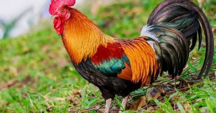 Giải mã giấc mơ thấy gà trống và những con số may mắn