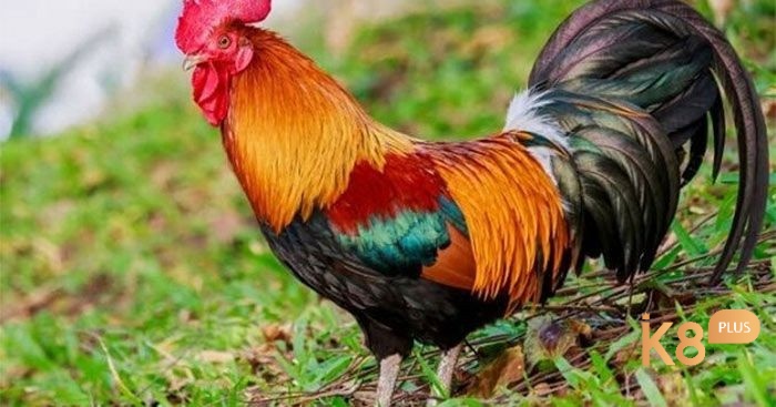 Trong giấc mơ hình ảnh gà trống thường đại diện cho quyền lực nội tại