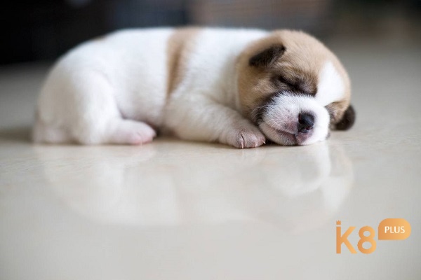 Giải mã giấc mơ thấy chó con có bộ số theo hình ảnh mơ 