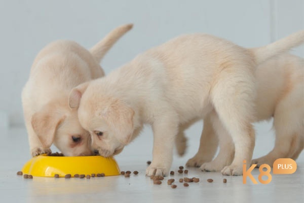 Mơ chó con ăn nhắc nhở bạn nên quan tâm tới người thân 