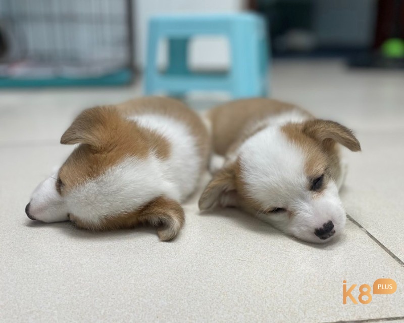 Mộng thấy chó con bị bệnh nhắc nhở về vấn đề sức khỏe 