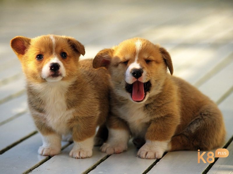 Hình ảnh chó con thể hiện cho giai đoạn mới mẻ 