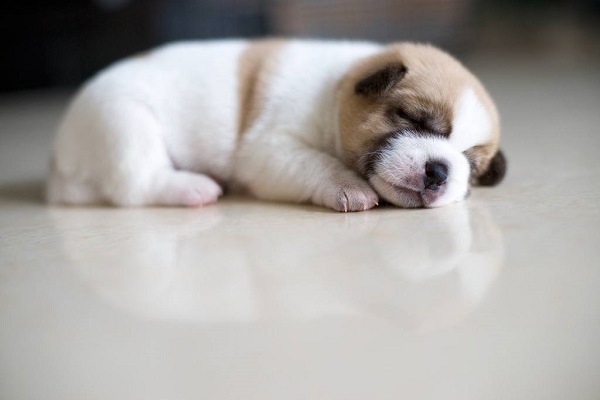 Giải mã giấc mơ thấy chó con: Dự báo và số đề đi kèm