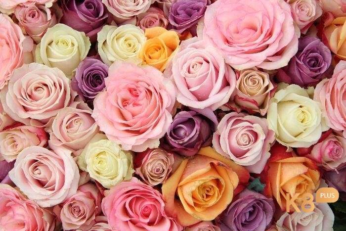 Mơ thấy hoa hồng đánh con gì rất được quan tâm