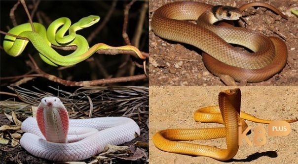Giải mã giấc mơ thấy rắn là cơ hội hốt bạc 