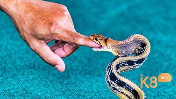 Nằm mơ thấy rắn cắn ngụ ý về kẻ gian hãm hại 