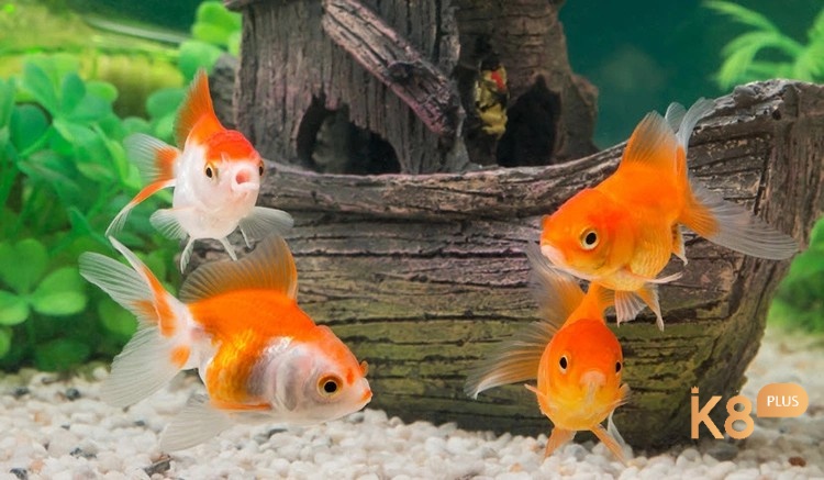 Mơ thấy cá là cơ hội để bạn trúng thưởng 