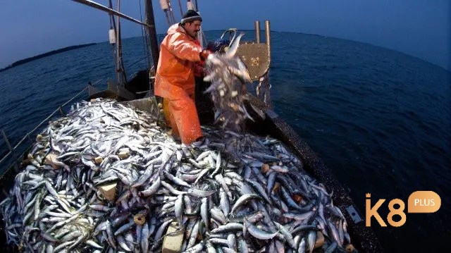Mơ bắt cá cho thấy về tương lai tươi sáng của chủ mộng 