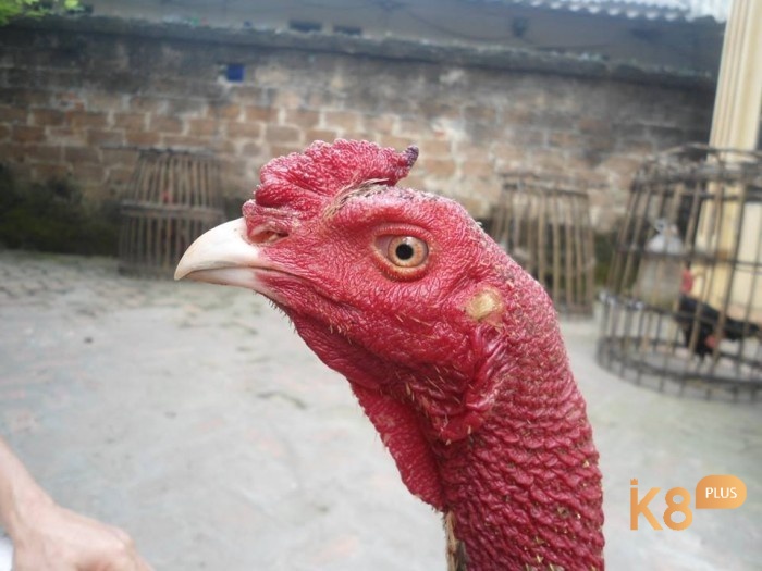 Đầu gà đá giỏi phải có kích thước vừa phải, không quá to cũng không quá nhỏ so với thân hình tổng thể