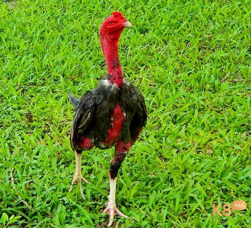 Gà đá giỏi phải thể hiện tinh thần chiến đấu mạnh mẽ ngay từ khi còn nhỏ