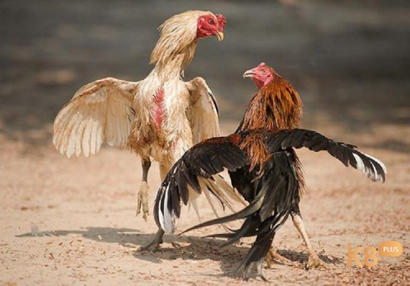Giống gốc và phả hệ đóng vai trò quan trọng trong việc quyết định chất lượng gà đá