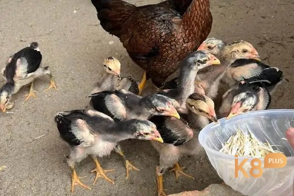 Chọn gà đá từ khi còn nhỏ cho phép người nuôi có thời gian dài để huấn luyện và phát triển những kỹ năng cần thiết