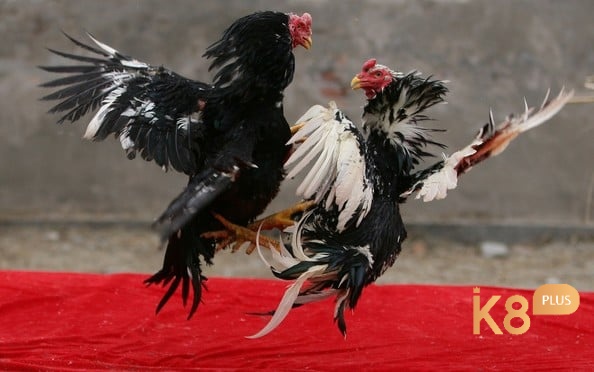 Nhiều người chỉ cách chọn gà đá dựa vào vẻ ngoài đẹp mắt mà không đánh giá kỹ về tinh thần chiến đấu